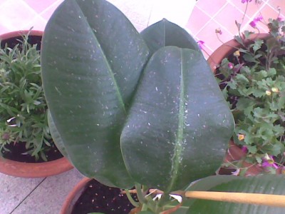 Imagen007.jpg