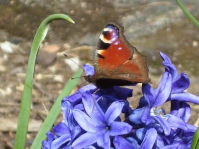 geflügelter Besuch 2.jpg