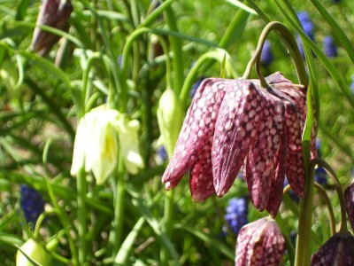 Schachbrett in 2 Sorten.jpg