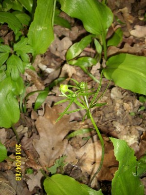 DSCI0012_klein.JPG