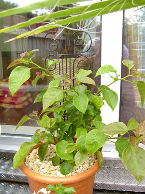 erste Blüte 25.06.07.JPG
