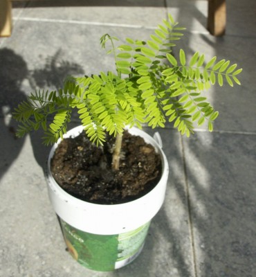 Flammenbaum-2010-04-19.jpg