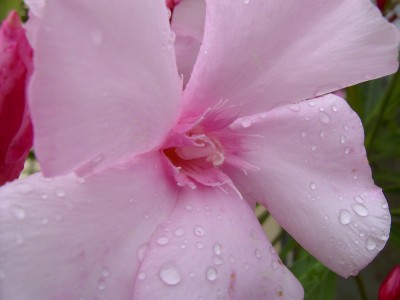 Blüte 25.06.07.JPG