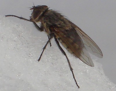 Fliege im Schnee.jpg