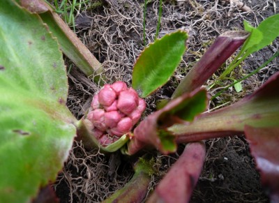 Bergenie v. Dieter.JPG