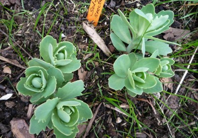 Sedum Spectabile v. Dieter.JPG