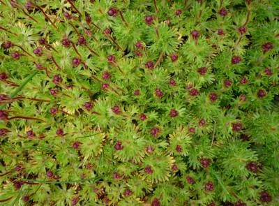 Knospen Moossteinbrech.JPG