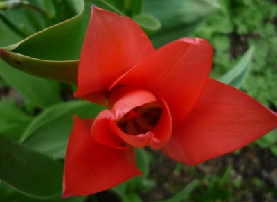 erste Tulpenblüte.JPG