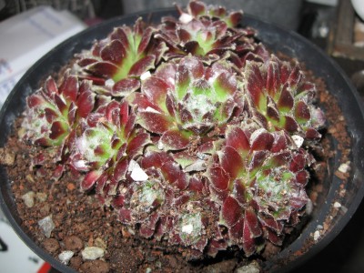Sempervivum Hybride.jpg