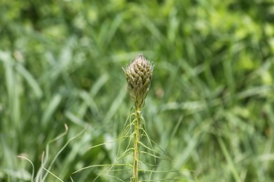 IMG_2771_1.jpg