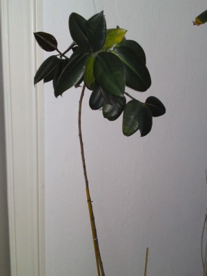 ficus_elastica_01.jpg