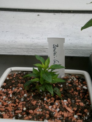 Bonsai Chili.JPG