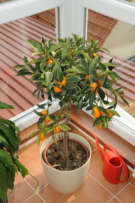 DSC_9462.jpg