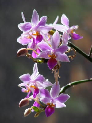 DSCF7527.JPG