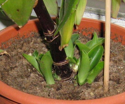 Hurra sie treibt.jpg