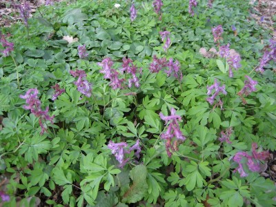 Resize of IMG_2251.JPG