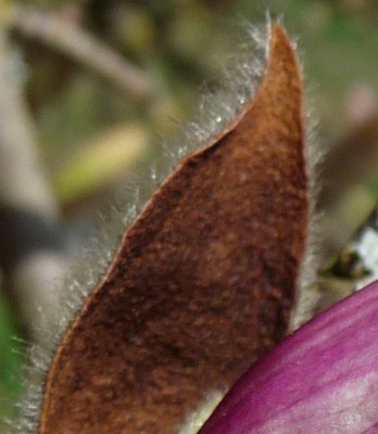 Kopie von P1010515.JPG