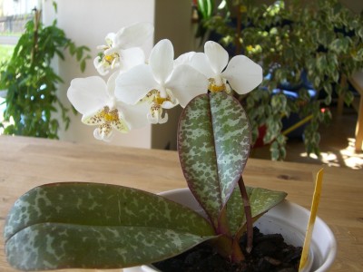 Phal. stuartiana 22.04.10.JPG
