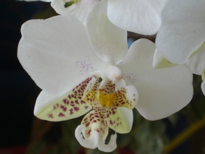 Phal. stuartiana 22.04.10 (1).JPG