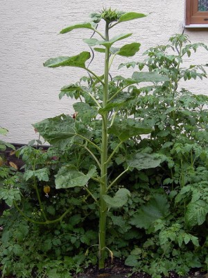 Sonnenblume 03.06.07.JPG