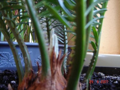 palmfarn 001.jpg