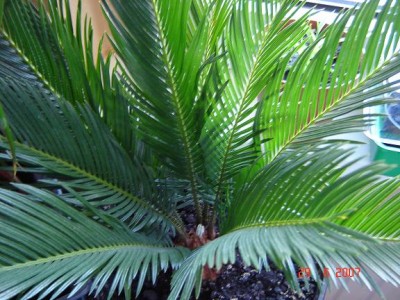 palmfarn 002.jpg