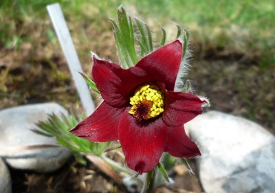 Küchenschelle rubinrot.JPG