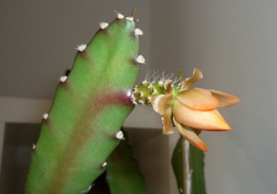 Epi Knospe - v. Lilchen.JPG