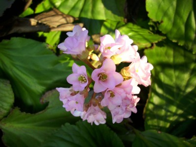 Frühling garten (23).JPG