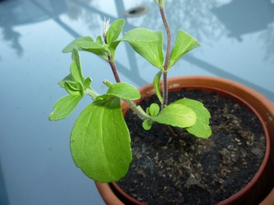 stevia2.jpg