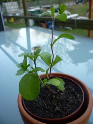 stevia1.jpg