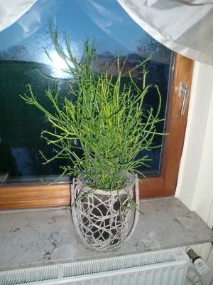 Euphorbia Tirucalli.JPG