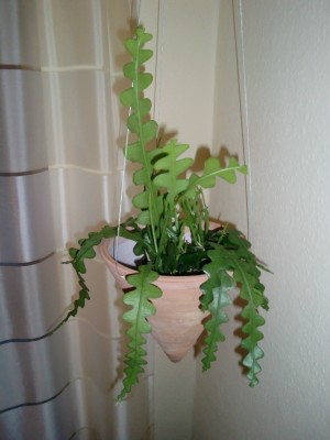 Epiphyllum Anguliger.JPG