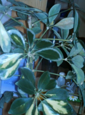 IMAG0238.JPG