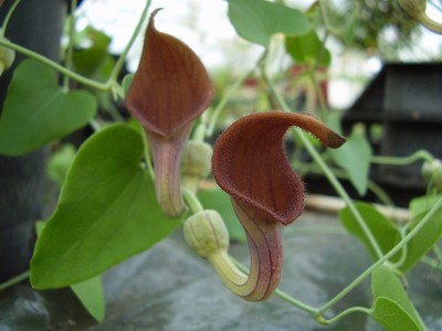 Aristolochia baetica (3).JPG