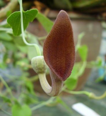 Aristolochia baetica.JPG