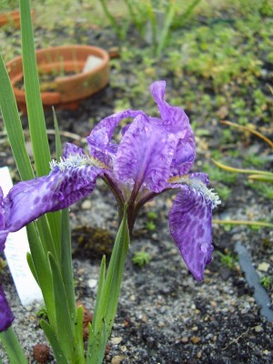 Iris kemaonensis.JPG