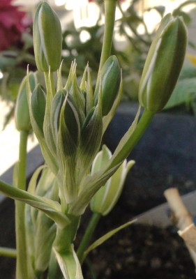 ornithogalum umbellatum.jpg