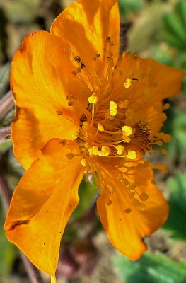 geum.jpg
