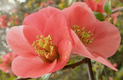 chaenomeles.jpg