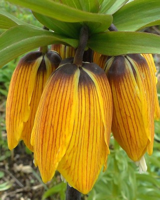 'striped beauty'.jpg