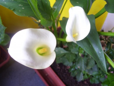 schööööön 034.jpg