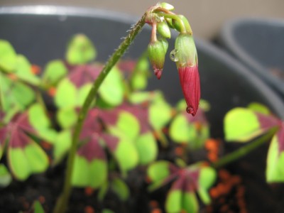 Oxalis deppei.jpg