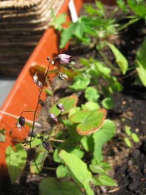 Epimedium Madame Butterfly.jpg