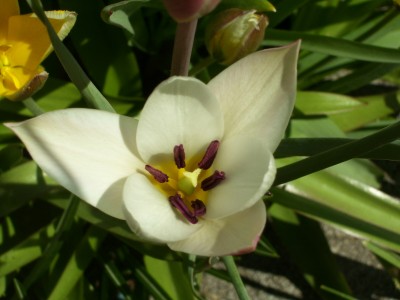 Wildtulpe.jpg