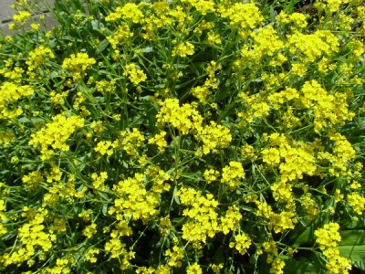 SDC13075_Bildgröße ändern.JPG