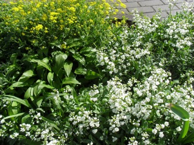 SDC13076_Bildgröße ändern.JPG