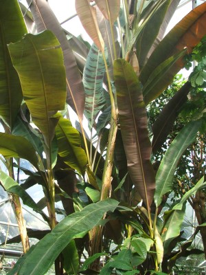 DSCF2485.jpg