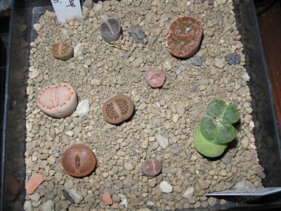 Lithops2.jpg