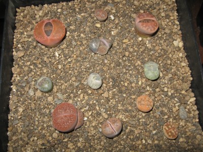 Lithops1.jpg